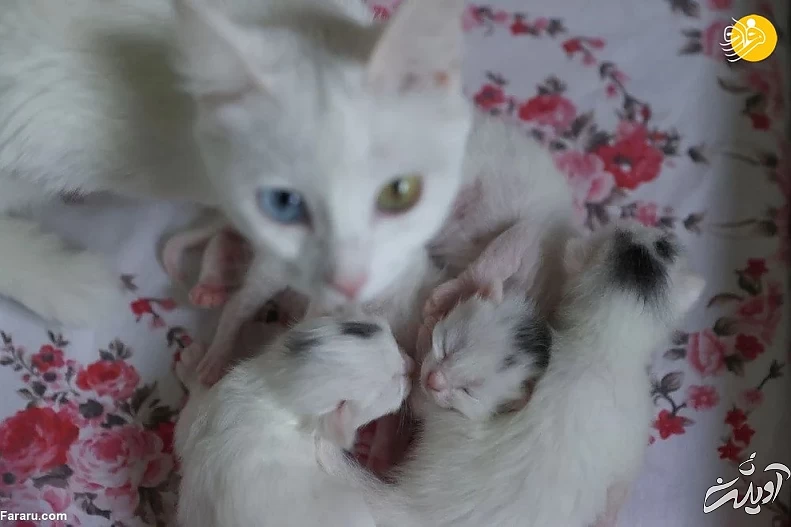 (تصاویر) ویژگیهای منحصربه فرد گربه وان